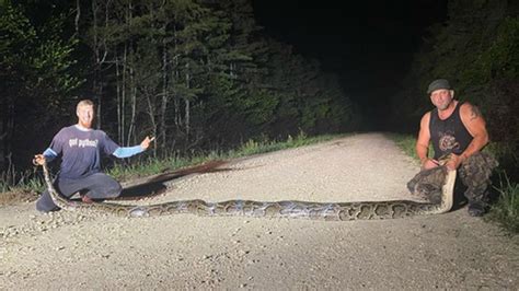 Record-Breaking 18 Foot Burmese Python Captured in the Everglades – NBC 6 South Florida