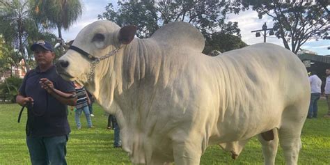 Rambo FIV Sausalito es el toro más pesado de Agropecruz 2024