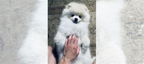 Шпиц купить в Зеленоградске | Животные и зоотовары | Авито