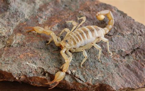 Why Do Scorpions Live in the Desert? - The Spider Blog