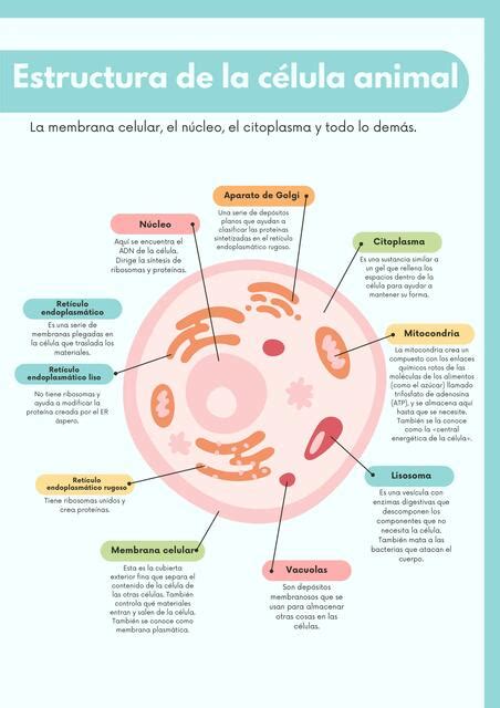 Estructura de la célula animal 1 MARYURI LISBETH uDocz