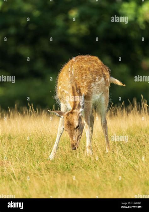 Fallow Deer Doe Standing in Grass Stock Photo - Alamy