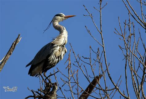 Héron Cendré Ardea Cinerea Vous Vous Rappelez Du Héron C Flickr