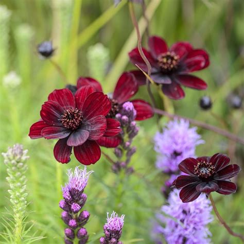 Chocolate Cosmos Flower Facts - Beautiful Insanity