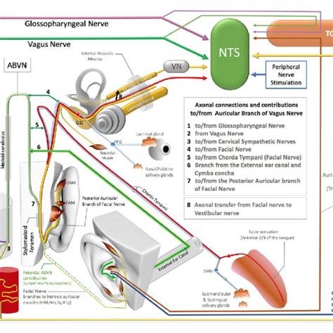 Axonal Connections And Contibutions To From The Auricular Branch Of