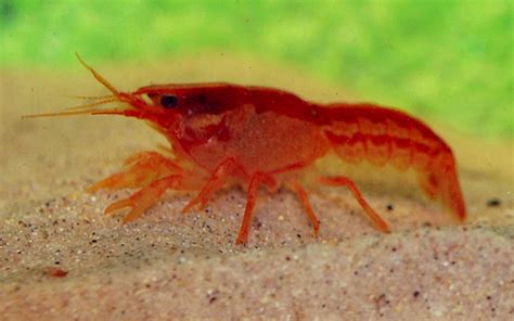 Orange Dwarf Crayfish Cpo Ruinemans Group