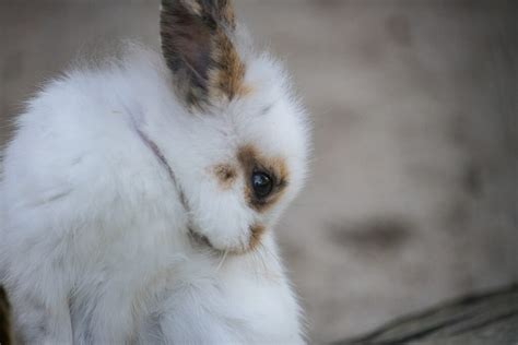 Augenausfluss Beim Kaninchen Symptome Und Behandlung