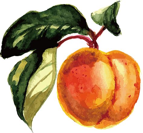 Fruit Watercolor Painting At PaintingValley Explore Collection Of