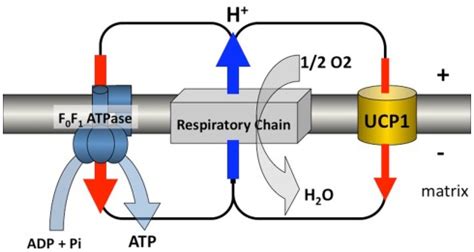 Proton Circuit UCP1 Is Inserted In The Mitochondrial Inner Membrane