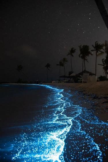 bioluminescence | Pretty landscapes, Pretty wallpapers backgrounds ...