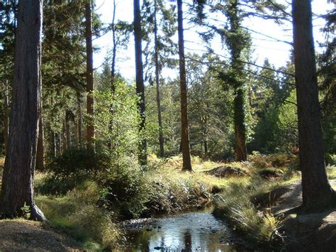 Woodland Walk Bolderwood © Gillian Thomas Cc By Sa20 Geograph