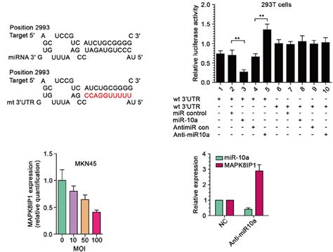 Mapk Ip Was A Direct Target Of Mir A In Gc Cells A Diagram Of