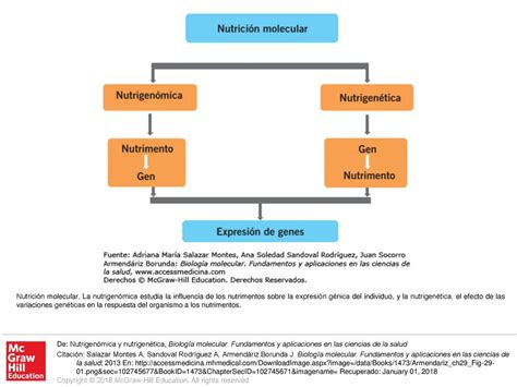 Nutrici N Molecular La Nutrigen Mica Estudia La Influencia De Los