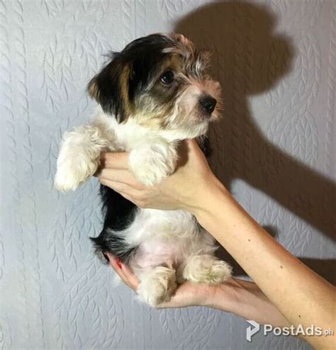 Sweet Biewer Terrier Puppies For Sale Postads Ph