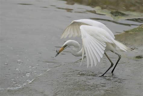 Vroege Vogels Foto Vogels Grote Witte Zilverreiger