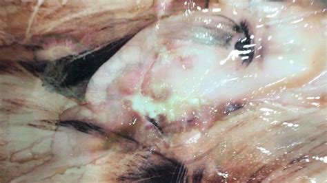 Camilla Love Gay Man Porn Xhamster