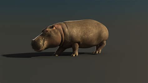 3d model of realistic animation hippo