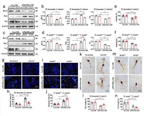 Effects Of Arrb And Arrb Depletion On Microglia Induced Da Neuron