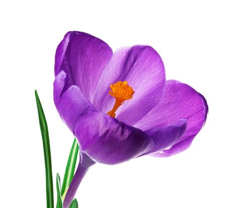 Premium Photo Beautiful Crocus Flower Isolated On White