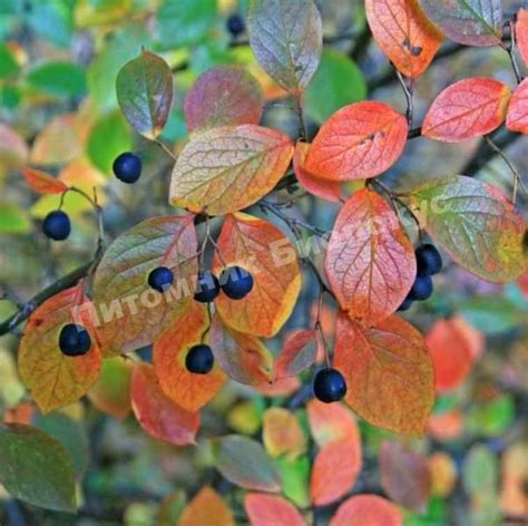 Кизильник блестящий Люцидус саженцы купить в Москве по цене от 500 руб.