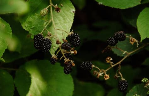 The Differences Between Black Raspberries And Blackberries Happy House Garden