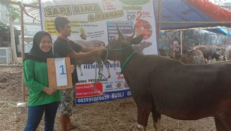 Sapi Qurban No Sapi Goqurban Jual Kambing Domba Sapi