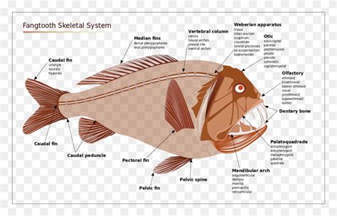 Angler Fish Diagram Deep Sea Fish Anatomy, Animal, Sea Life, Cod HD PNG ...