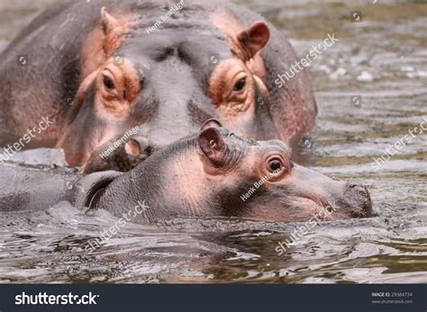 Baby Hippo Swimming Background Mother Stock Photo 29384734 - Shutterstock