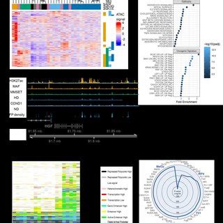 Developmental origins and oncogenic pathways regulated by the myeloma... | Download Scientific ...