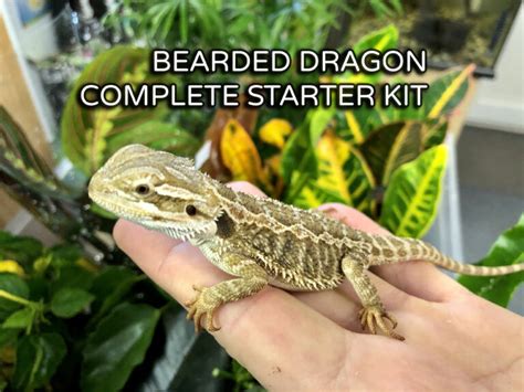 Bearded Dragon Complete Starter Kit Phelsuma Farm