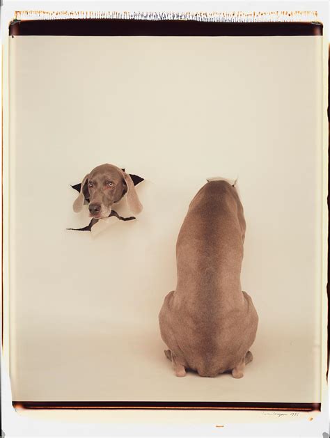 William Wegman - Armed and Matching - William Wegman (Colour Photography) For Sale at 1stDibs