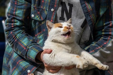 『抱っこ嫌いな猫』は何がイヤなの？7つの心理と、少しでも慣れてもらうための抱っこのコツ 2024年3月4日 エキサイトニュース