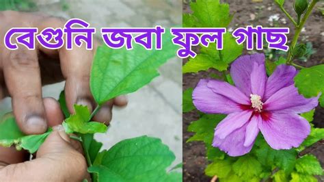 বেগুনি জবা ফুল গাছজবা ফুল গাছজবা ফুলজবাhow To Care Hibiscus Plant