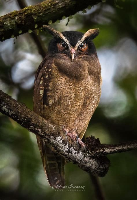 Crested Owl Lophostrix Cristata Costa Rica Beautiful Birds Owl