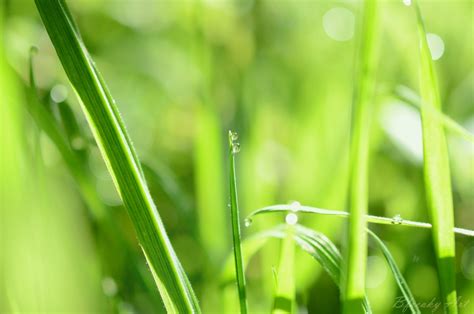 Fondos De Pantalla Luz De Sol Naturaleza Césped Campo Gotas De