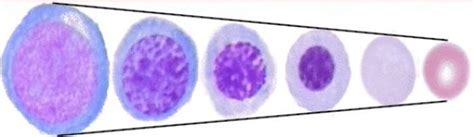 Hematology Lecture 3 Review Erythrocyte Production Flashcards Quizlet