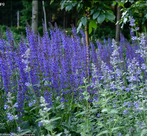 Wilde Planten Blauwe Bloemen Bloemen