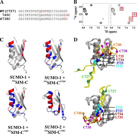 Characterizing The N And C Terminal Small Ubiquitin Like Modifier