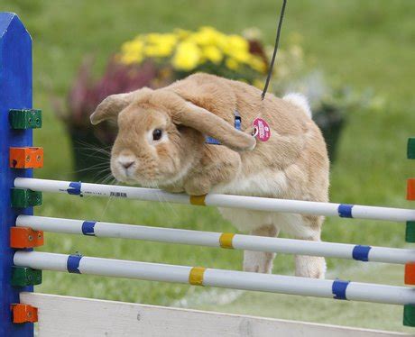 Rabbit Hopping - Rabbit Hopping - Heart