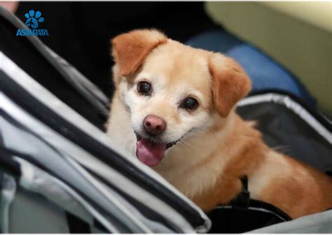 Vietnam Pets to Baltimore