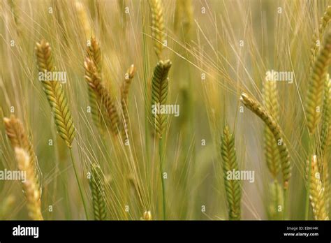 Eincorn Wheat Triticum Monococcum Ssp Monoccocum Spikes Stock Photo