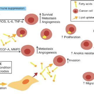 Lipid Metabolism Reprogramming Of Cancer Cells And Surrounding Cells In