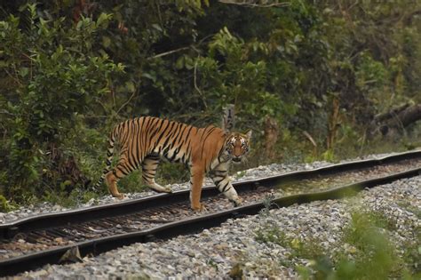Stripes on track - My first tiger sighting in Katerniaghat - Wildlife