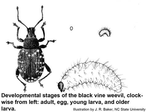 Black Vine Weevil Nc State Extension Publications