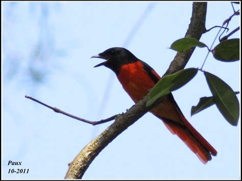 Scarlet Minivet | BirdForum