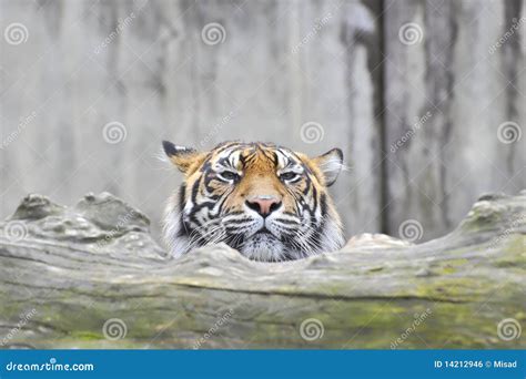 Sumatran Tiger Eating Its Prey Royalty-Free Stock Photography ...