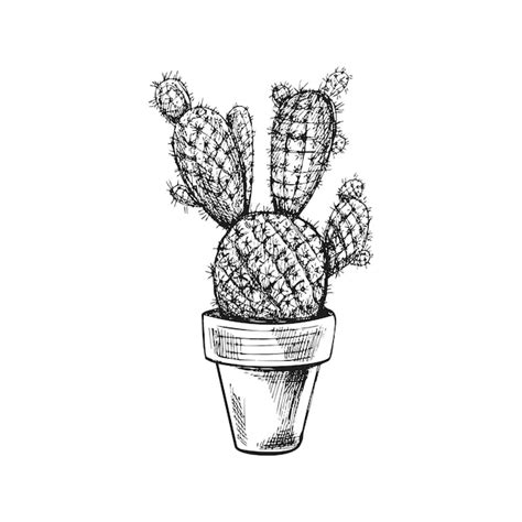 Premium Vector Hand Drawn Vector Sketch Of A Cactus In A Pot Isolated