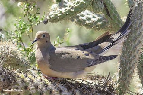 Behind Mourning Dove Symbolism – Are They Messengers of God?