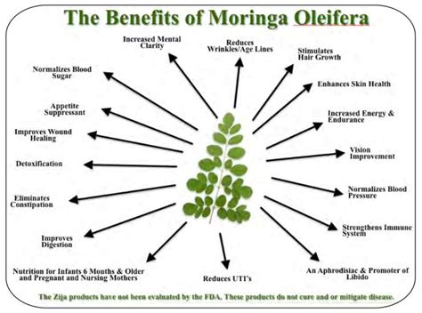 The Moringa Tree (aka Miracle Tree) | Third Rock Wellness