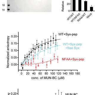 Interaction Between Syntaxin And Munc Is Disrupted By The